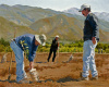 Ojai Planting